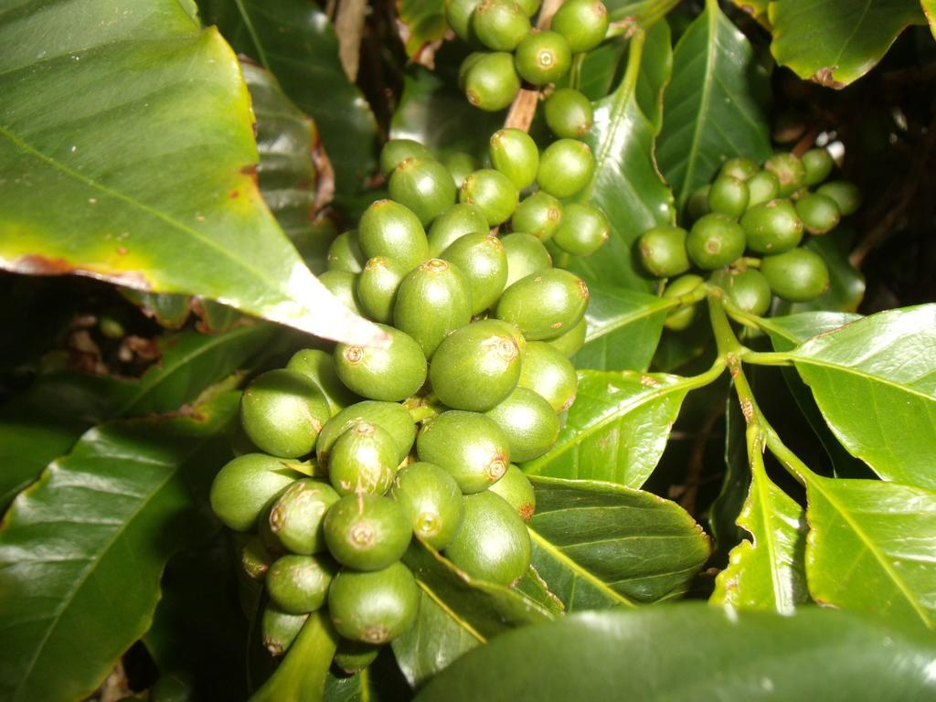 Tropical Fruit Garden Hotell Velas Eksteriør bilde