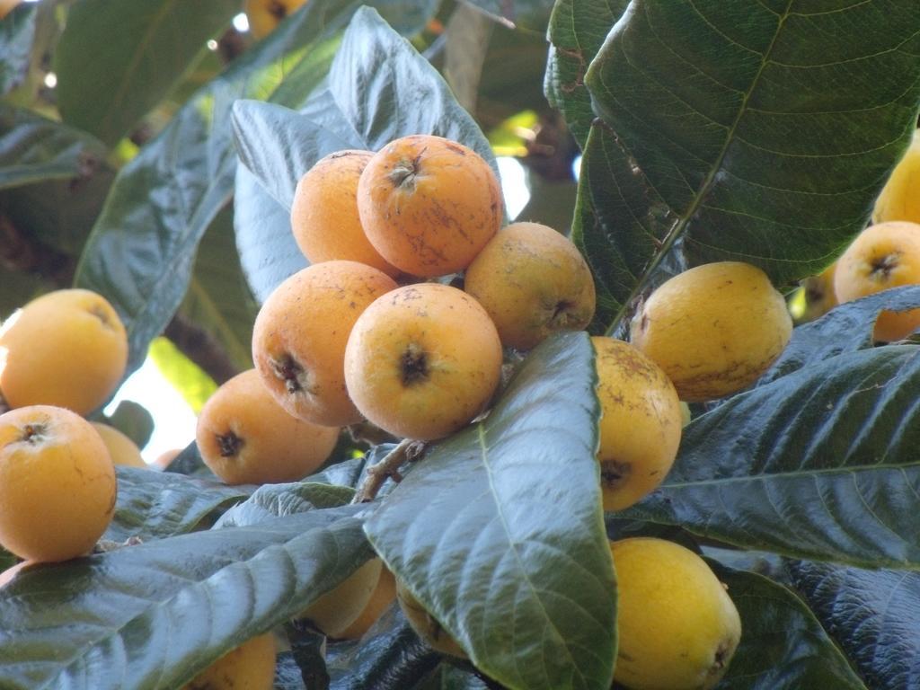 Tropical Fruit Garden Hotell Velas Eksteriør bilde